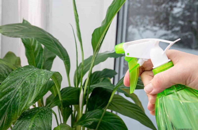 植物の葉をきれいにする方法:光合成を強化するための 26 のヒント 