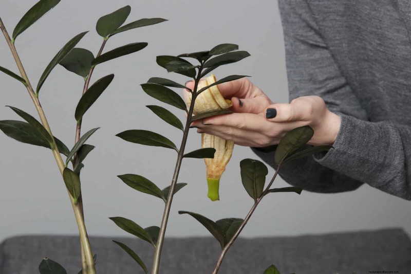 植物の葉をきれいにする方法:光合成を強化するための 26 のヒント 
