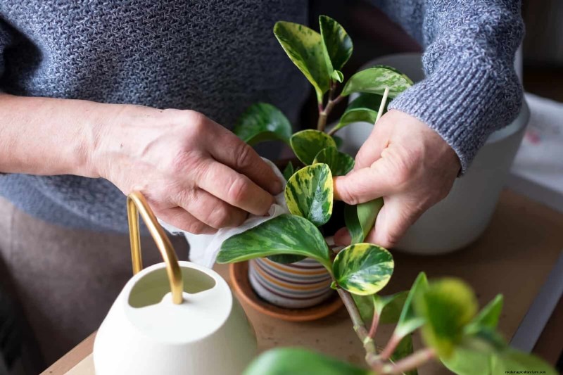 植物の葉をきれいにする方法:光合成を強化するための 26 のヒント 