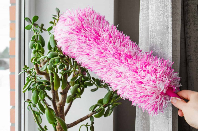 植物の葉をきれいにする方法:光合成を強化するための 26 のヒント 
