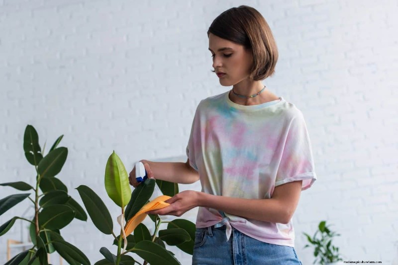 植物の葉をきれいにする方法:光合成を強化するための 26 のヒント 