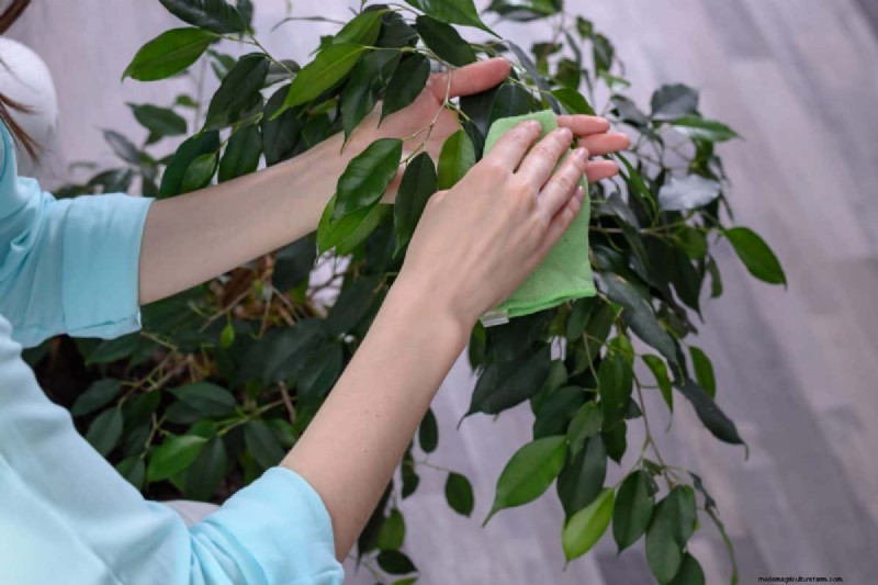 植物の葉をきれいにする方法:光合成を強化するための 26 のヒント 
