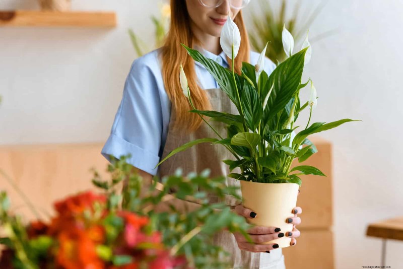 植物の葉をきれいにする方法:光合成を強化するための 26 のヒント 