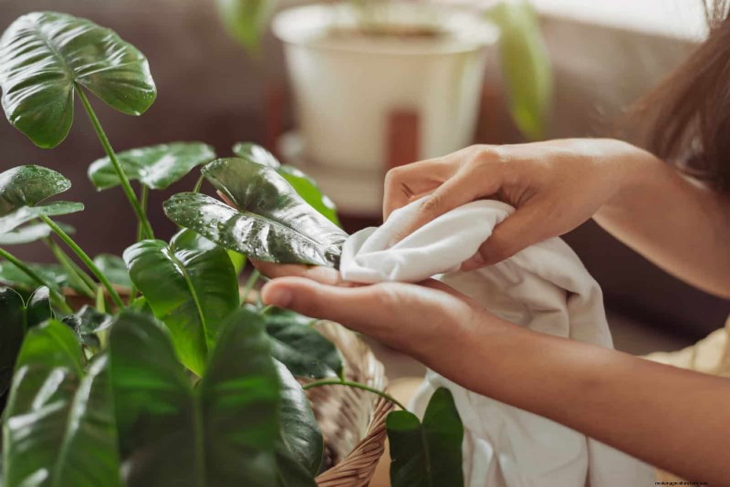 植物の葉をきれいにする方法:光合成を強化するための 26 のヒント 