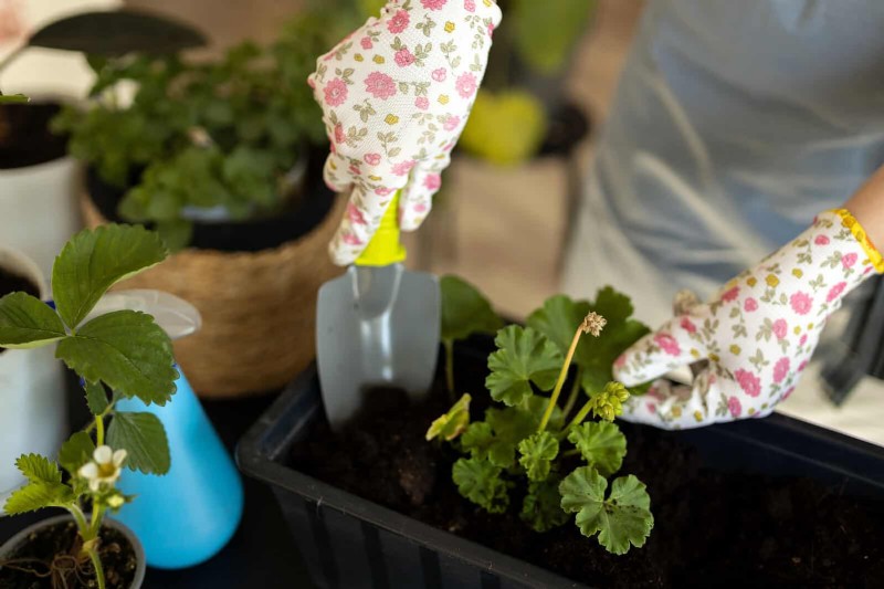 植物の葉をきれいにする方法:光合成を強化するための 26 のヒント 