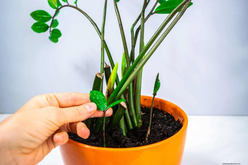 植物の葉をきれいにする方法:光合成を強化するための 26 のヒント 