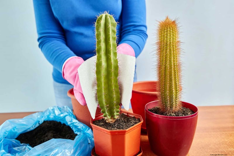植物の葉をきれいにする方法:光合成を強化するための 26 のヒント 