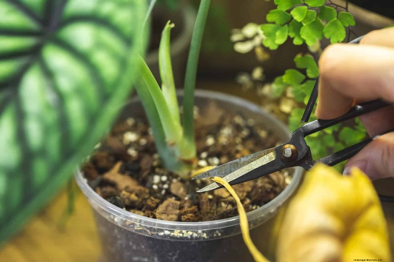 植物の葉をきれいにする方法:光合成を強化するための 26 のヒント 