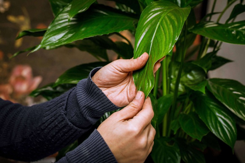 植物の葉をきれいにする方法:光合成を強化するための 26 のヒント 