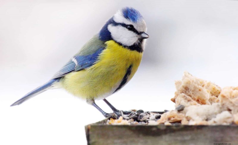 裏庭の鳥の餌付け:幸せで健康な鳥のための総合ガイド 