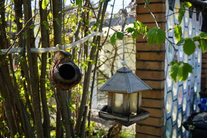 裏庭の鳥の餌付け:幸せで健康な鳥のための総合ガイド 