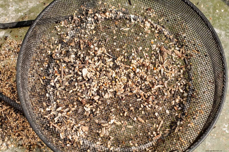 裏庭の鳥の餌付け:幸せで健康な鳥のための総合ガイド 