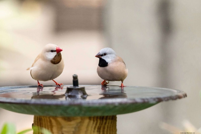 裏庭の鳥の餌付け:幸せで健康な鳥のための総合ガイド 