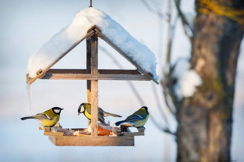 裏庭の鳥の餌付け:幸せで健康な鳥のための総合ガイド 