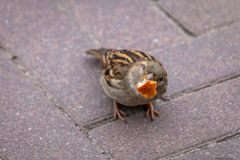 裏庭の鳥の餌付け:幸せで健康な鳥のための総合ガイド 