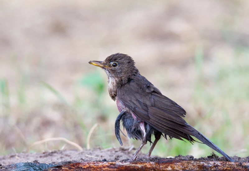 裏庭の鳥の餌付け:幸せで健康な鳥のための総合ガイド 