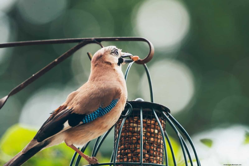 裏庭の鳥の餌付け:幸せで健康な鳥のための総合ガイド 