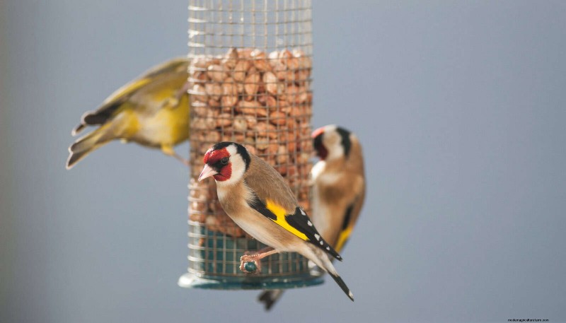 裏庭の鳥の餌付け:幸せで健康な鳥のための総合ガイド 