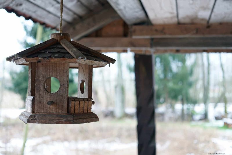 裏庭の鳥の餌付け:幸せで健康な鳥のための総合ガイド 