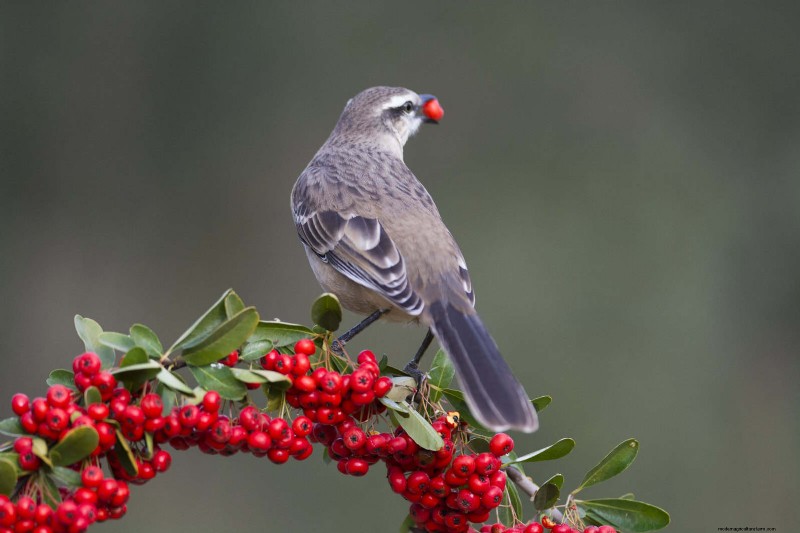 裏庭の鳥の餌付け:幸せで健康な鳥のための総合ガイド 