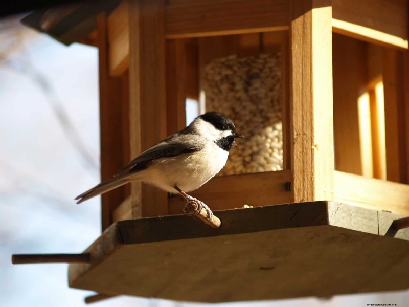 裏庭の鳥の餌付け:幸せで健康な鳥のための総合ガイド 