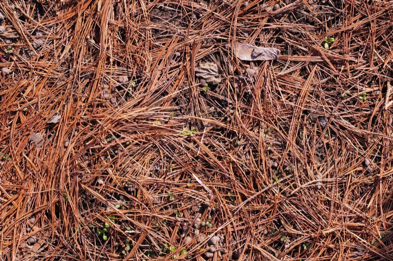 Feuersichere Gartenarbeit:18 häufige Fehler, die Sie vermeiden sollten 
