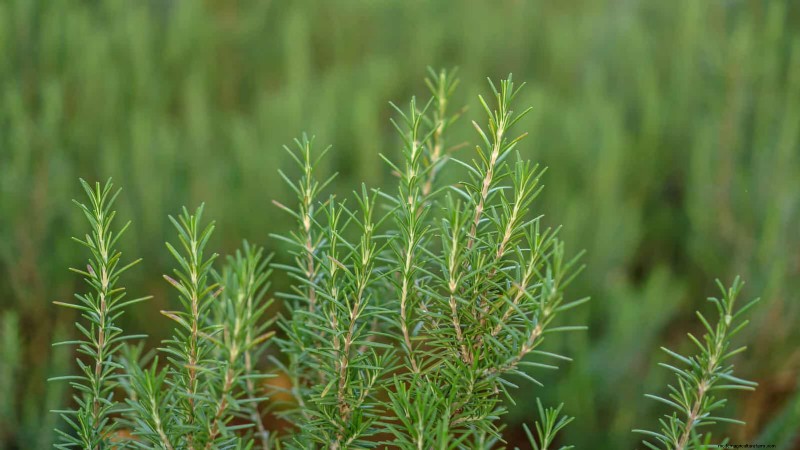 Feuersichere Gartenarbeit:18 häufige Fehler, die Sie vermeiden sollten 
