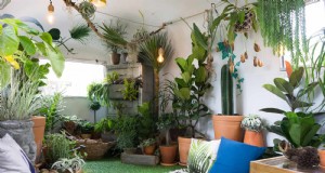 Piante da interno a bassa manutenzione:23 opzioni di facile manutenzione per giardinieri impegnati 