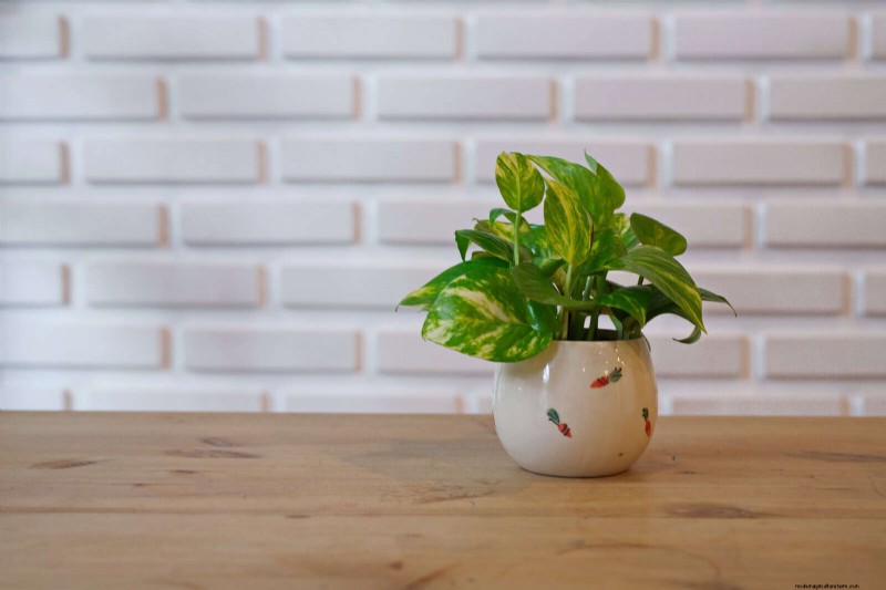 Piante da interno a bassa manutenzione:23 opzioni di facile manutenzione per giardinieri impegnati 