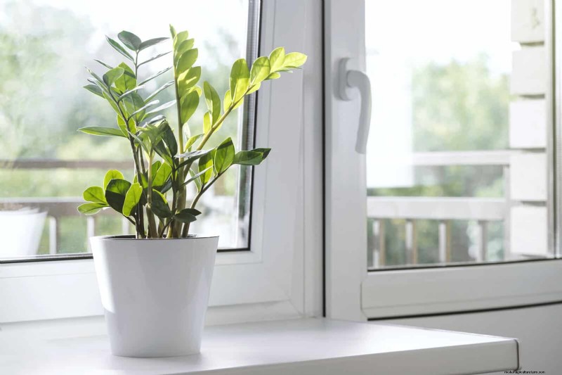 Piante da interno a bassa manutenzione:23 opzioni di facile manutenzione per giardinieri impegnati 