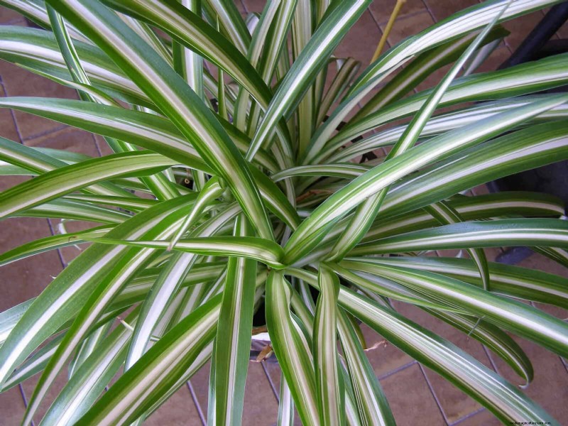 Piante da interno a bassa manutenzione:23 opzioni di facile manutenzione per giardinieri impegnati 