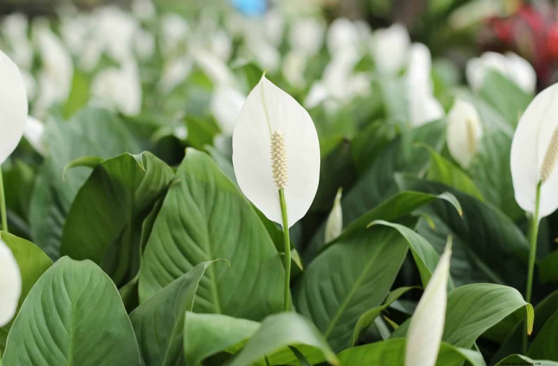 Piante da interno a bassa manutenzione:23 opzioni di facile manutenzione per giardinieri impegnati 