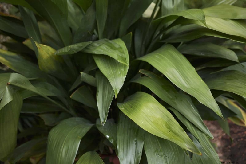 Piante da interno a bassa manutenzione:23 opzioni di facile manutenzione per giardinieri impegnati 