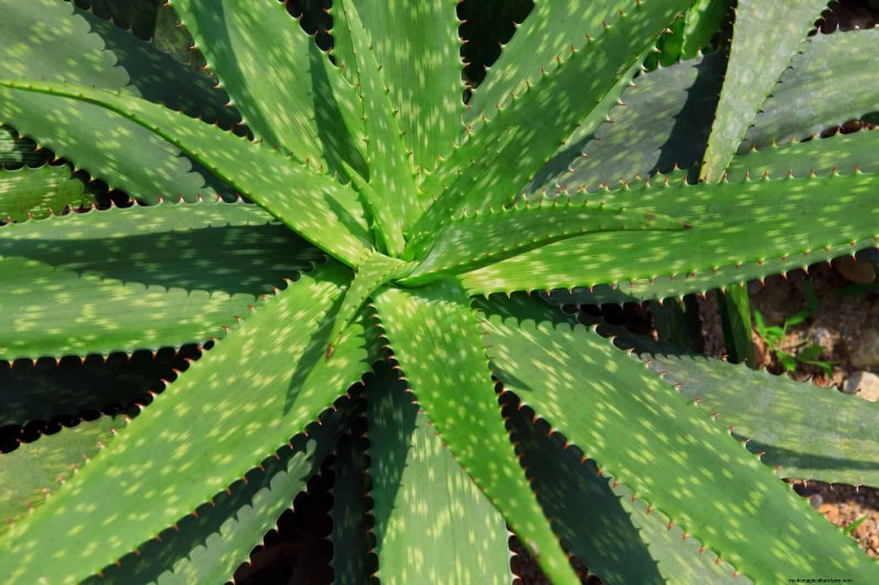 Piante da interno a bassa manutenzione:23 opzioni di facile manutenzione per giardinieri impegnati 