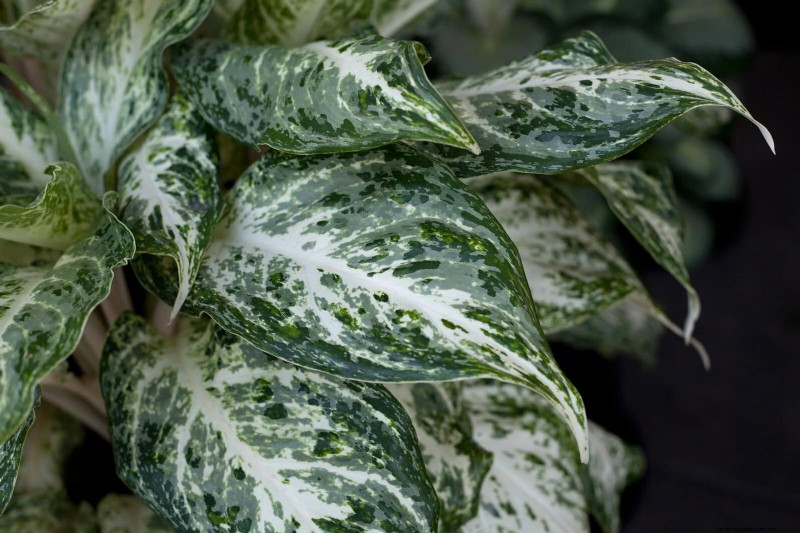 Piante da interno a bassa manutenzione:23 opzioni di facile manutenzione per giardinieri impegnati 