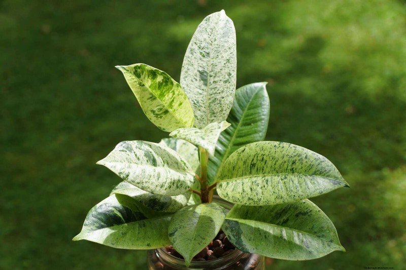 Piante da interno a bassa manutenzione:23 opzioni di facile manutenzione per giardinieri impegnati 