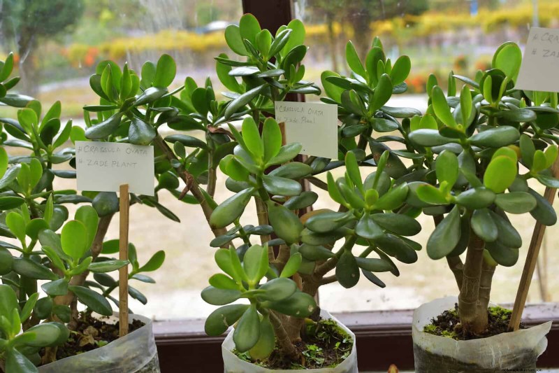 Piante da interno a bassa manutenzione:23 opzioni di facile manutenzione per giardinieri impegnati 