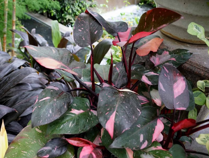 Piante da interno a bassa manutenzione:23 opzioni di facile manutenzione per giardinieri impegnati 