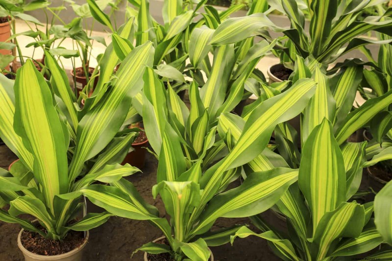 Piante da interno a bassa manutenzione:23 opzioni di facile manutenzione per giardinieri impegnati 