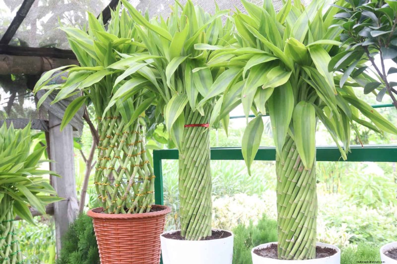 Piante da interno a bassa manutenzione:23 opzioni di facile manutenzione per giardinieri impegnati 