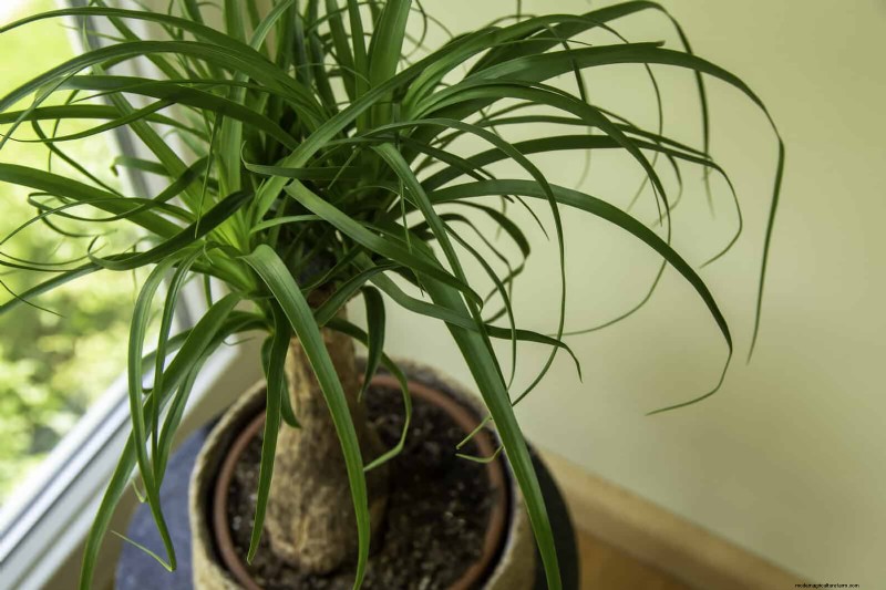 Piante da interno a bassa manutenzione:23 opzioni di facile manutenzione per giardinieri impegnati 