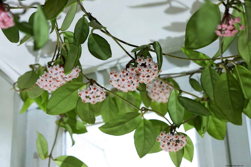 Piante da interno a bassa manutenzione:23 opzioni di facile manutenzione per giardinieri impegnati 