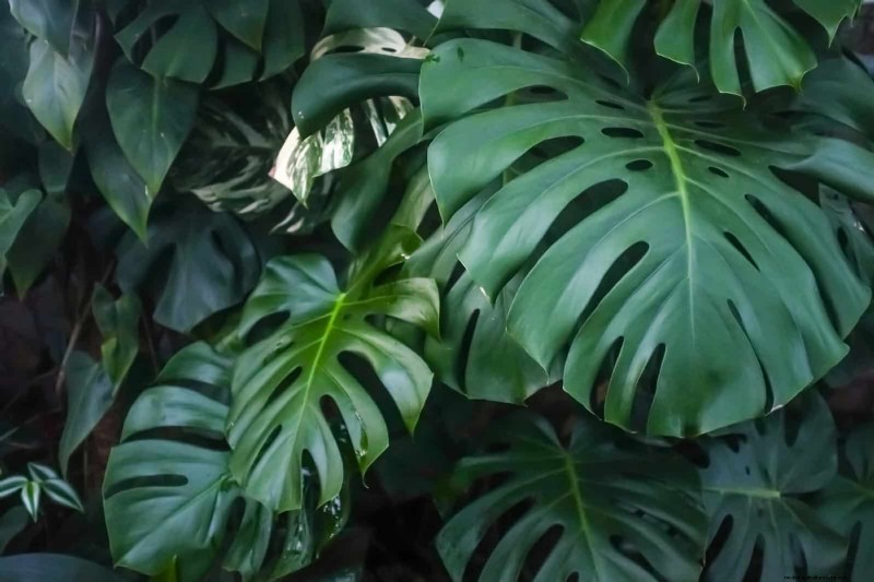 Piante da interno a bassa manutenzione:23 opzioni di facile manutenzione per giardinieri impegnati 