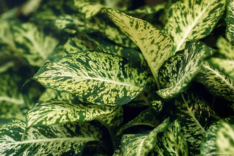 Piante da interno a bassa manutenzione:23 opzioni di facile manutenzione per giardinieri impegnati 
