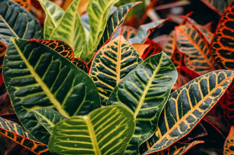 Piante da interno a bassa manutenzione:23 opzioni di facile manutenzione per giardinieri impegnati 