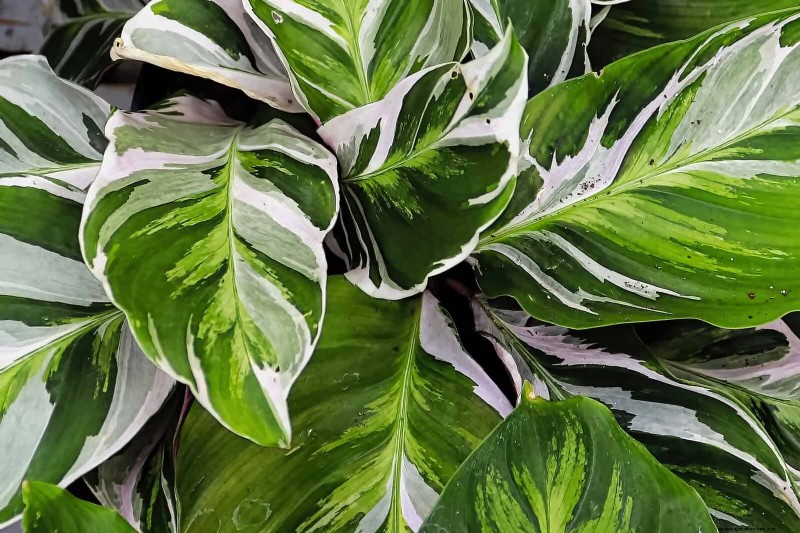 Piante da interno a bassa manutenzione:23 opzioni di facile manutenzione per giardinieri impegnati 