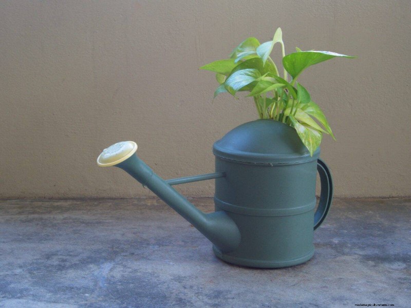Pothos-overwatering:de verborgen reden voor trage groei 