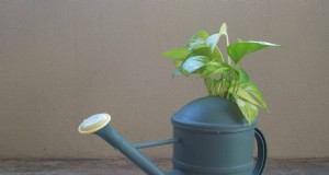 Pothos Overwatering:The Hidden Reason for Slow Growth 