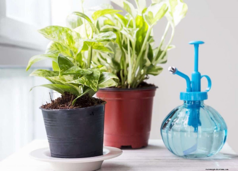 Pothos-overwatering:de verborgen reden voor trage groei 