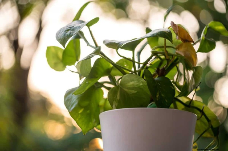 Pothos-overwatering:de verborgen reden voor trage groei 